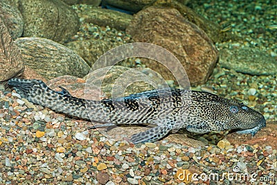 Suckermouth fish in a aquarium Stock Photo