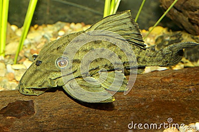 Suckermouth fish Stock Photo