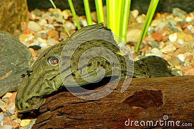 Suckermouth fish Stock Photo