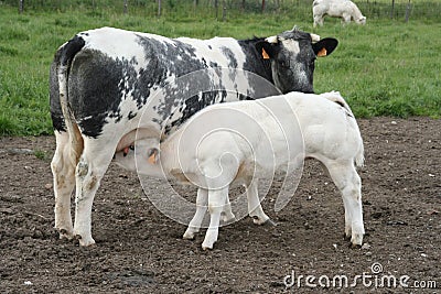 Sucking calve Stock Photo