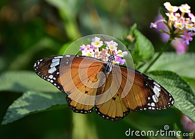 Oriental plain tiger Stock Photo