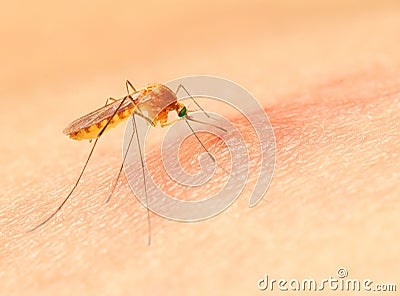 Sucking mosquito. Stock Photo