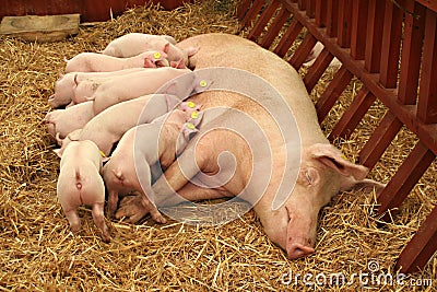 Sucking pig Stock Photo