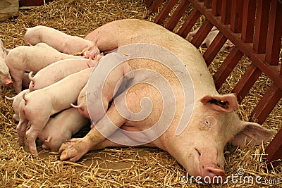 Sucking pig Stock Photo