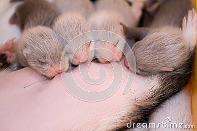 Suckling ferret babies Stock Photo