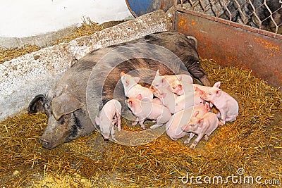 Suckling pigs Stock Photo
