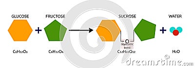 Sucrose formation. Glycosidic Bond Formation from Glucose and fructose. Chimical reaction Stock Photo