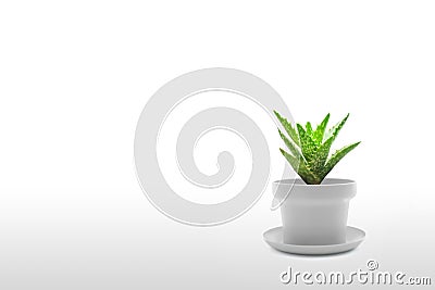 Suculent plant isolated on white background Stock Photo