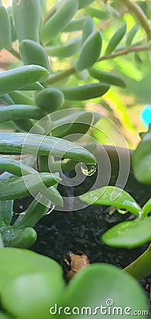 Suculenta green leaves Stock Photo