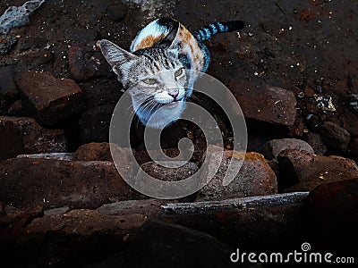 a sudden photo of a cat preparing to jump Stock Photo