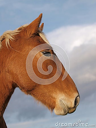 Suffolk Punch horse head Stock Photo
