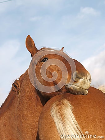 Suffolk Punch horse head Stock Photo