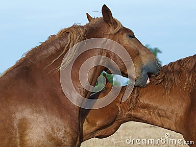 Suffolk Punch Horses Grooming Stock Photo