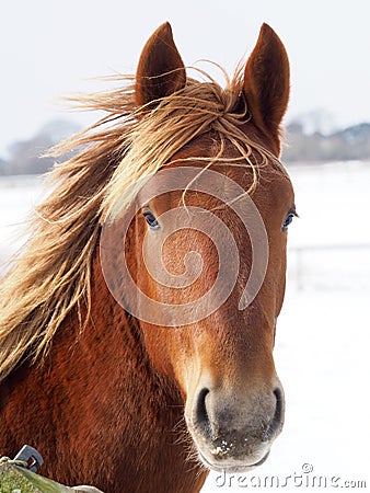 Suffolk Punch in the Winter Stock Photo