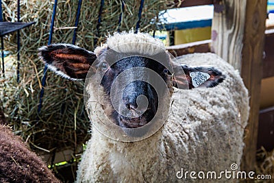 Suffolk sheep in a pen at the county fair Stock Photo