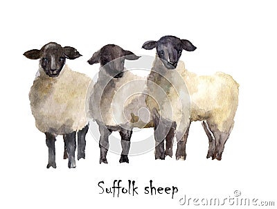 Suffolk sheep watercolor on the white background. Hand drawn cute illustration. Creative farm animals. Background for Muslim Commu Cartoon Illustration