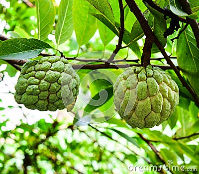 Sugar apple, Annona squamosa Linn. fruite and herb Stock Photo