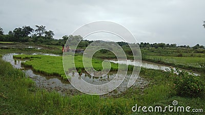 Indian paddy nursery at the time of uprooting paddy seedlings Stock Photo