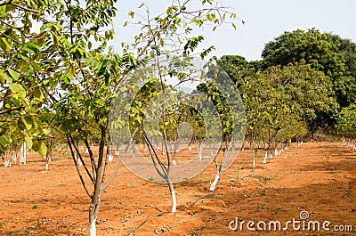 Sugar Apple trees Stock Photo