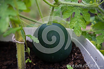 Sugar Baby Watermelon growing in home greenhouse Stock Photo
