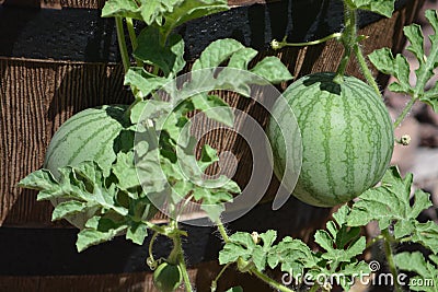 Sugar Baby Watermelon growing from a planter. Arizona USA Stock Photo