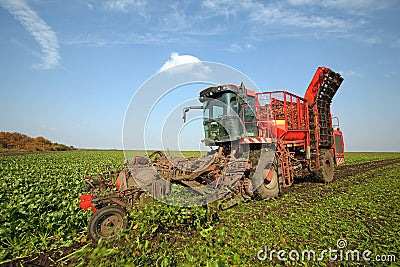 Sugar beet Stock Photo