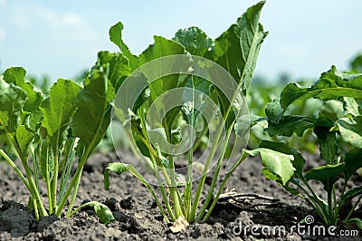 Sugar beet Stock Photo