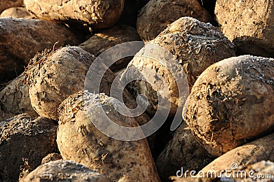 Sugar beet Stock Photo