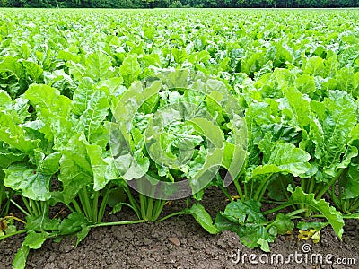 Sugar beet cultivation Stock Photo