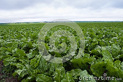 Sugar beet field Stock Photo