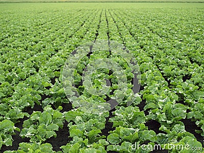 Sugar Beet Field Stock Photo