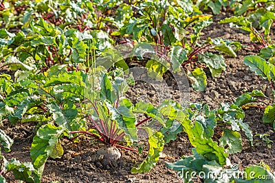 Sugar beet in a field. Rural scene. Crop and farming Stock Photo