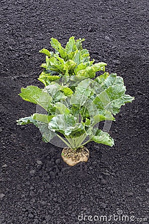 Sugar beet in the ground. Stock Photo