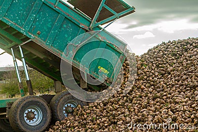 A sugar beet harvest in progress - trailer unloading sugar beets Editorial Stock Photo