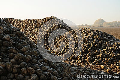 Sugar beet pile on field Stock Photo