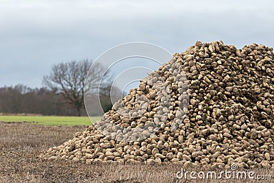 Sugar beet pile. Organic crop harvest from Norfolk UK Stock Photo