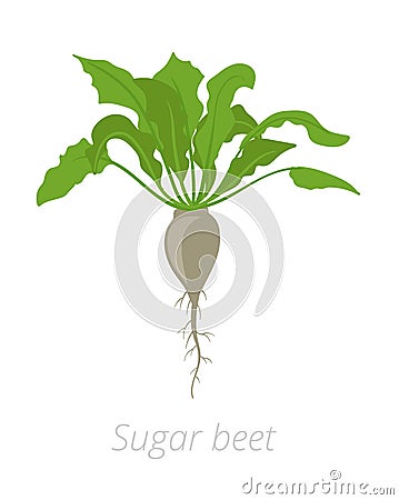 Sugar beet plant. Vector illustration. Beta vulgaris subsp. Root grown commercially for sugar production. On white background Cartoon Illustration