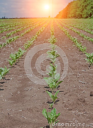 Sugar beet plants Stock Photo