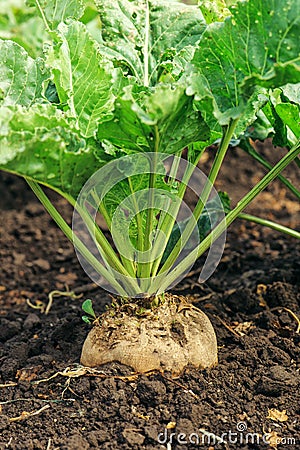 Sugar beet root crop Stock Photo