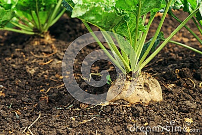 Sugar beet root in ground Stock Photo