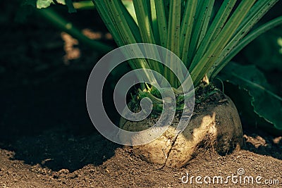 Sugar beet root in the ground Stock Photo