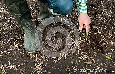 human hand,sugar beet sprout agronomist checks the quality of seed germination Stock Photo