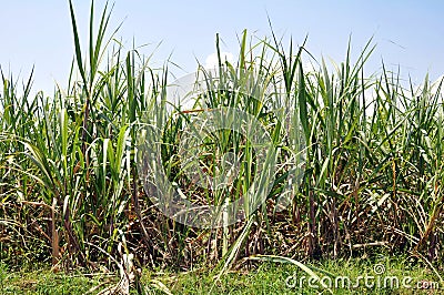 Sugar cane Stock Photo