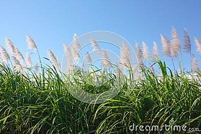 Sugar cane Stock Photo