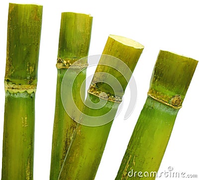 Sugar cane Stock Photo