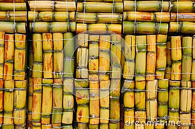 Sugar cane Stock Photo