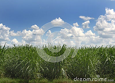 Sugar Cane Stock Photo