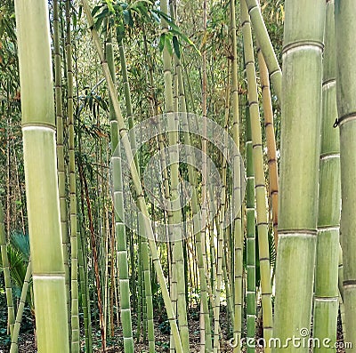 Sugar Cane Bamboo Forest And Bright Sunlight - Foret En Bambou De Canne a Sucre Stock Photo