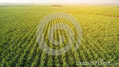 Sugar Cane farm. Sugar cane fields view from the sky. Drone photo of cane sugar. Sugarcane field in blue sky and white cloud. Stock Photo
