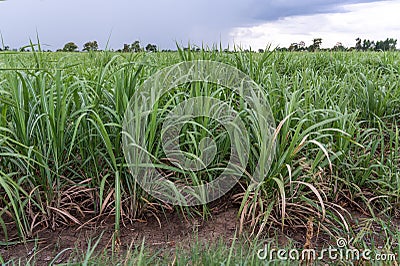 Sugar cane field after the rain Stock Photo